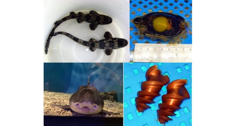 你看過鯊魚蛋嗎？屏東海生館公開罕見卵鞘 看見生命誕生起點